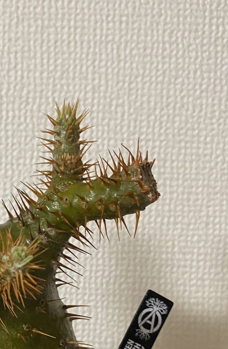 パキポディウム グラキリス 実生10年 マダガスカル 塊根植物 パキポディウム グラキリス 実生10年 マダガスカル 塊根植物