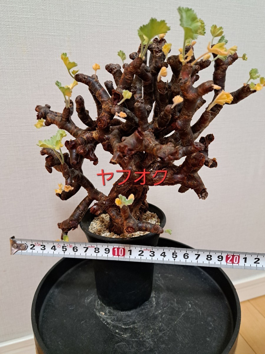 ペラルゴニウム ミラビレ Pelargonium mirabile 発根済【検