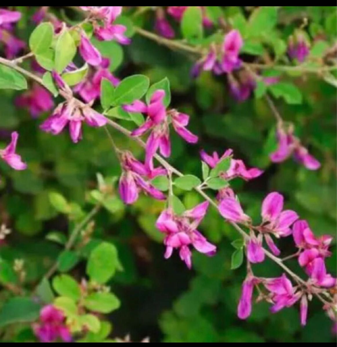 ハギ　苗木　1本　茶花　庭木　山野草