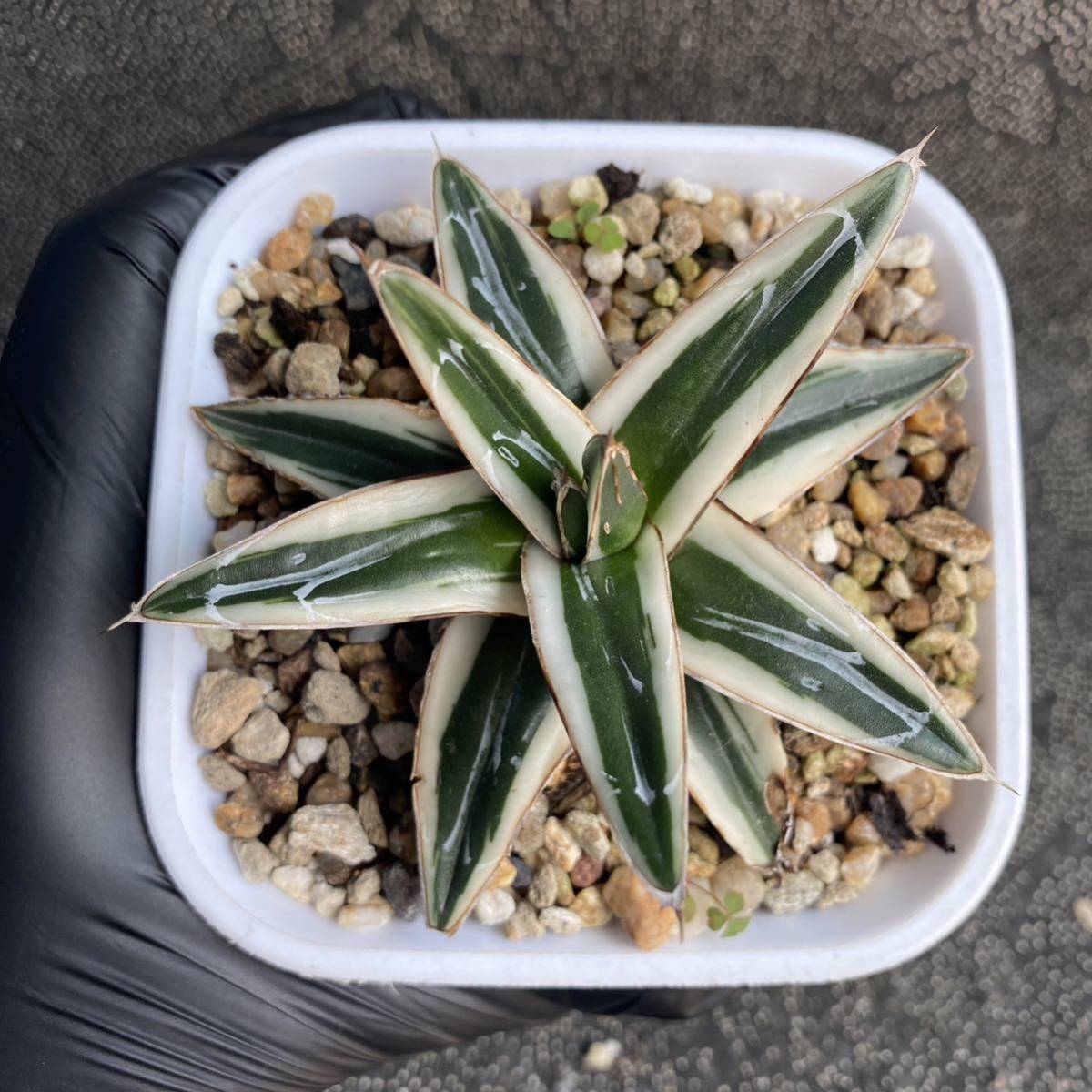 多肉植物 アガベ 氷山 美株 発根済 - institutoates.com.br
