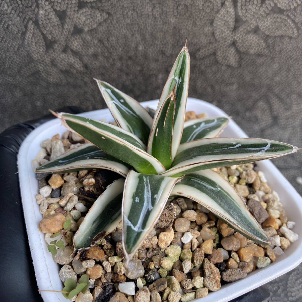 多肉植物 アガベ 氷山 美株 発根済 | www.mclegal.info