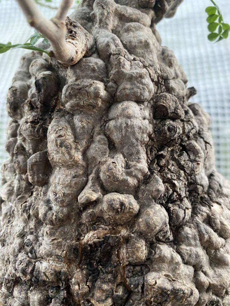 オペルクリカリア パキプス 発根済み 現地球 (検 灌木植物 塊根植物 オペルクリカリア パキプス 発根済み 現地球 (検 灌木植物 塊根植物