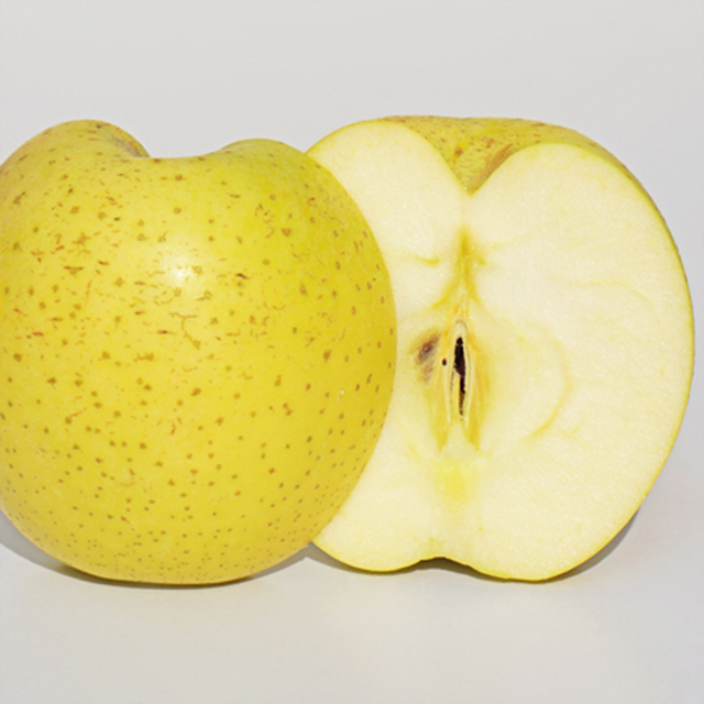 糖度１５度の高級リンゴ 「群馬名月」の 幼苗 １株 ※３月に蒔いた種から育ちましたの画像1