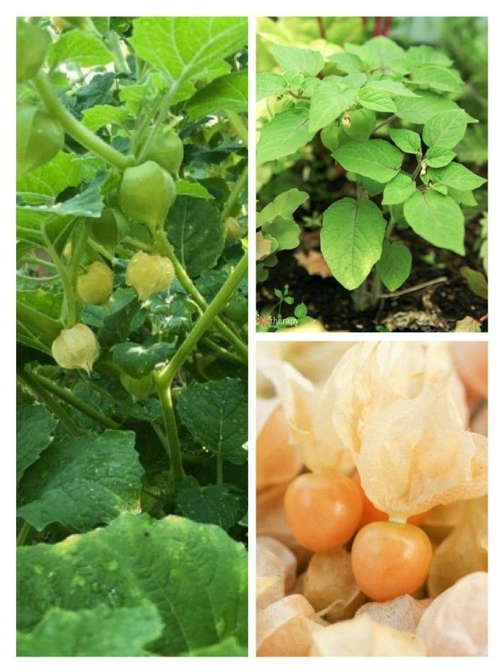 無農薬 食用ほおずき 早生ストロベリートマト ３苗