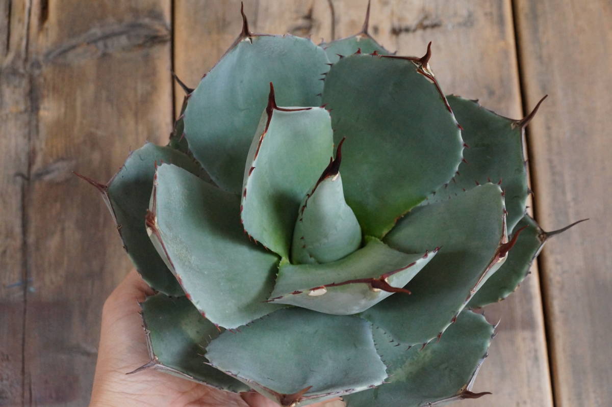 アガベ パリートランカータ 良株 抜き苗 Agave parryi var. truncata.No,3(グラキリス、パキプス、コミフォラ、アガベ,ホリダ、パラサナ）の画像4