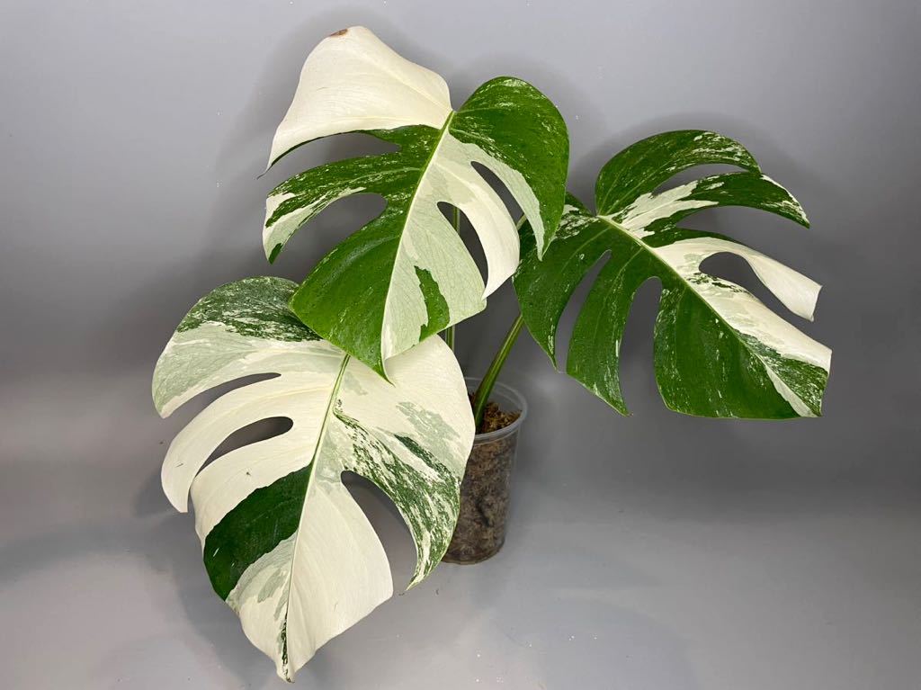 75 MONSTERA ALBO BORSIGIANA VARIEGATA 白斑モンステラ アルボ