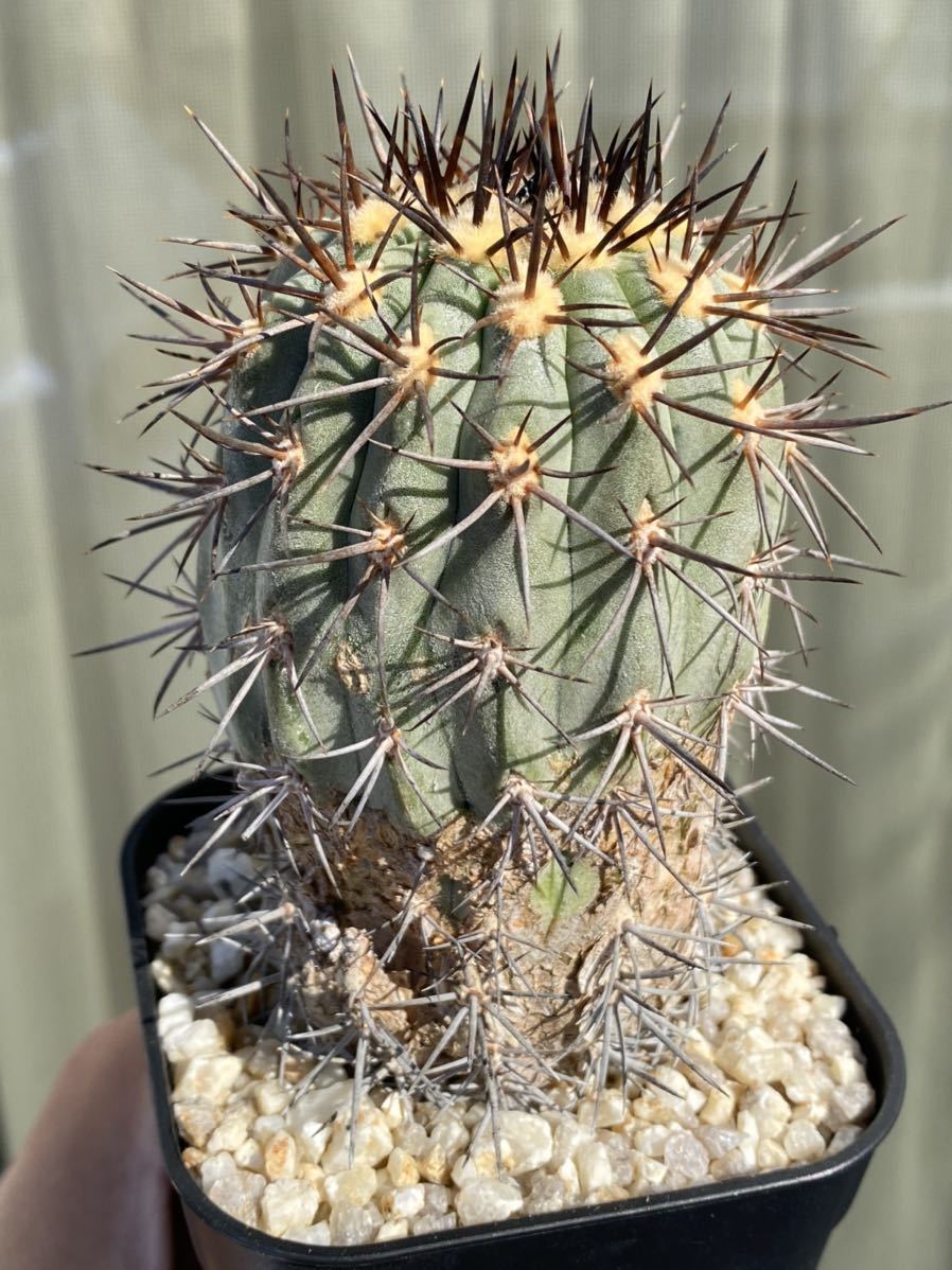 本命ギフト Copiapoa aureispina コピアポア オウレイスピナ 自根