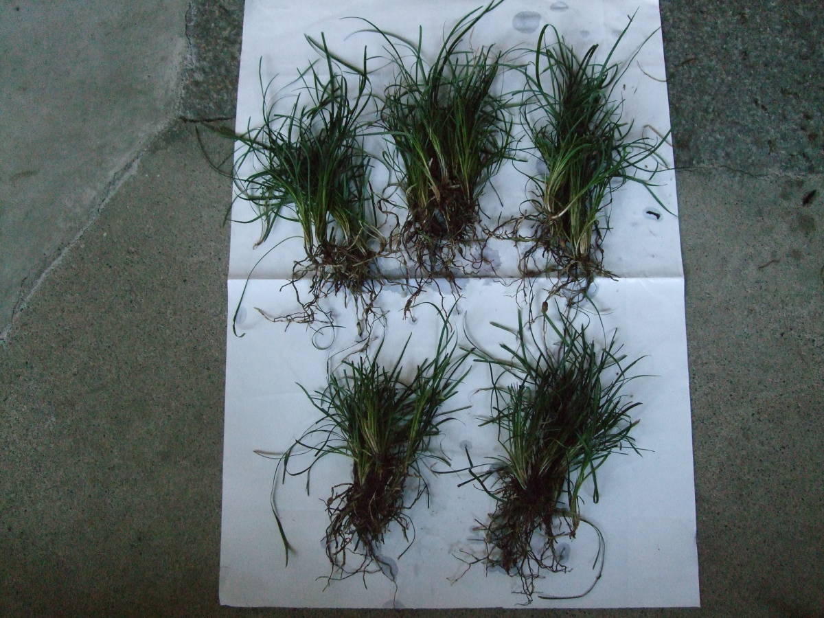 緑の座布団!りゅうのひげ30株 玉龍 多年草②リュウノヒゲ タマリュウ
