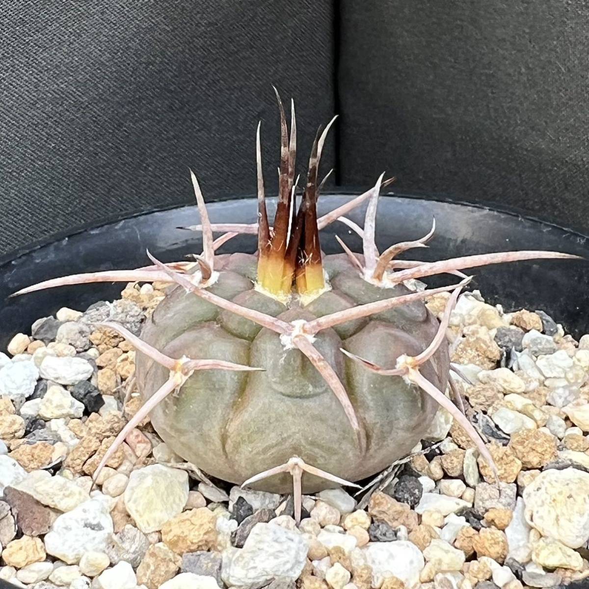 ギムノカリキュウム 実生 魔天竜C サボテン多肉植物 ギムノカリキュウム 実生 魔天竜C サボテン多肉植物