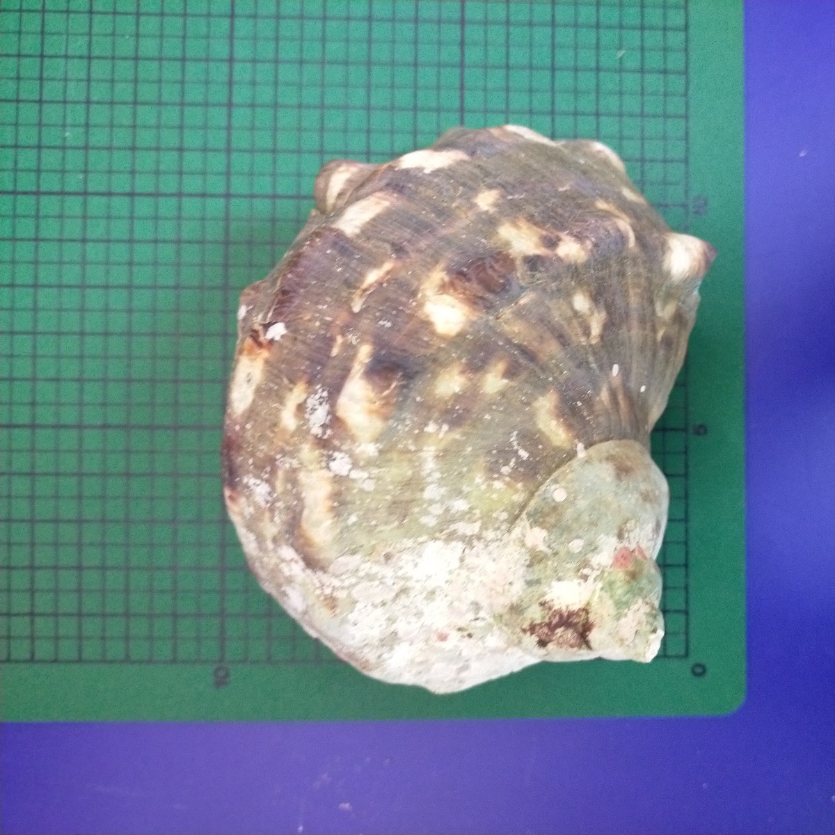 ④ 夜光貝 ヤコウガイ 磨き・貝ふたなし 約横11 5×縦9×高さ7cm ④ 夜光貝 ヤコウガイ 磨き・貝ふたなし 約横11 5×縦9×高さ7cm