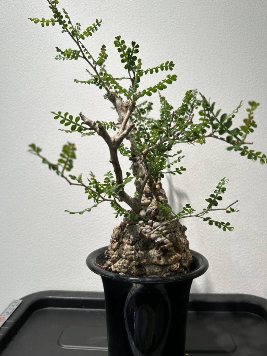 パキプス オペルクリカリアパキプス 発根済 - 観葉植物