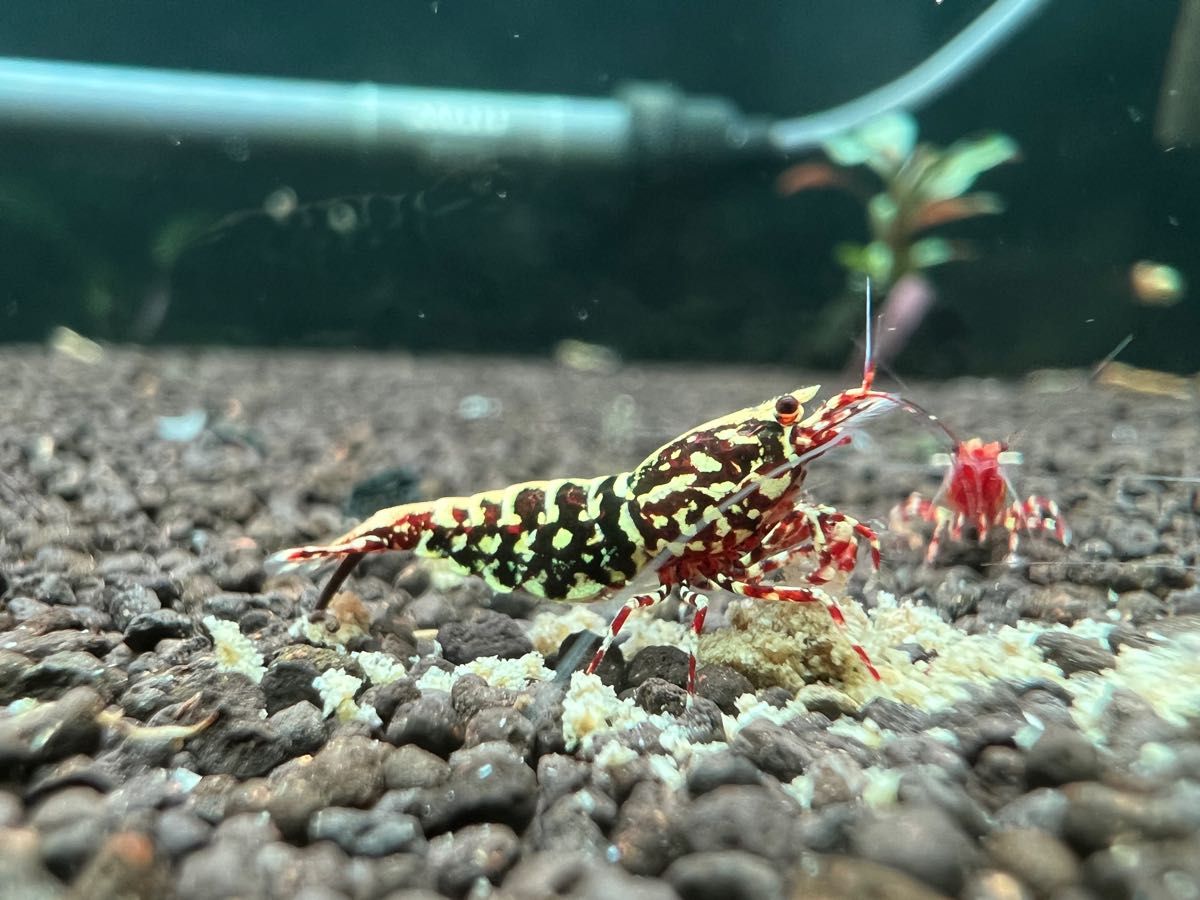 安い購入 C新販売 大粒プロ仕様 熱帯魚 シクリッド 餌 たっぷり500g エンゼルプレコ