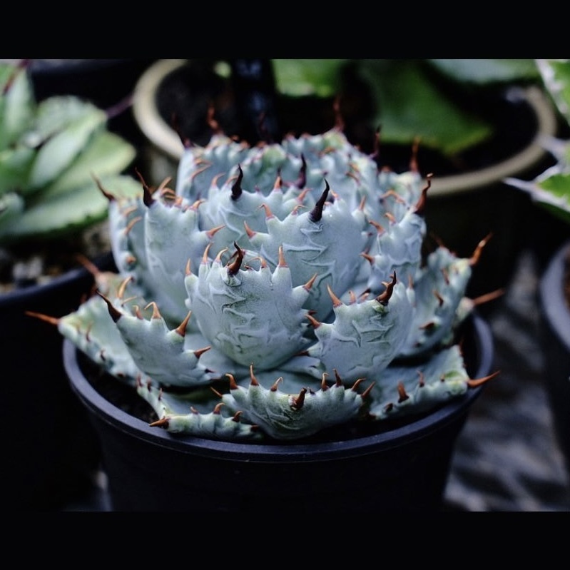 アガベ 特選イシスメンシスhyb 子株 チタノタ agave titanota アガベ 特選イシスメンシスhyb 子株 チタノタ agave titanota
