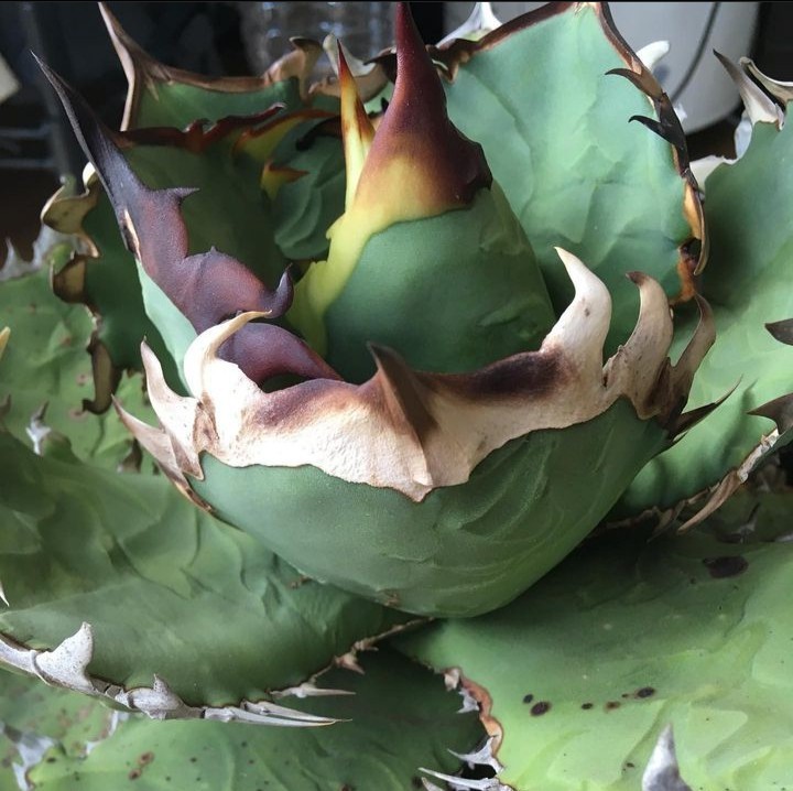 AGAVE TITANOTA あのFO】あのFOのカキコ PCPさん株 アガベ チタノタ