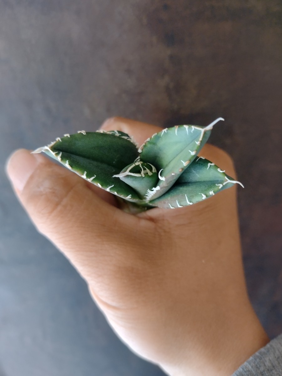 AGAVE TITANOTA 南アフリカダイヤモンド】SAD アガベ チタノタ 子株 AGAVE TITANOTA 南アフリカダイヤモンド】SAD アガベ チタノタ 子株