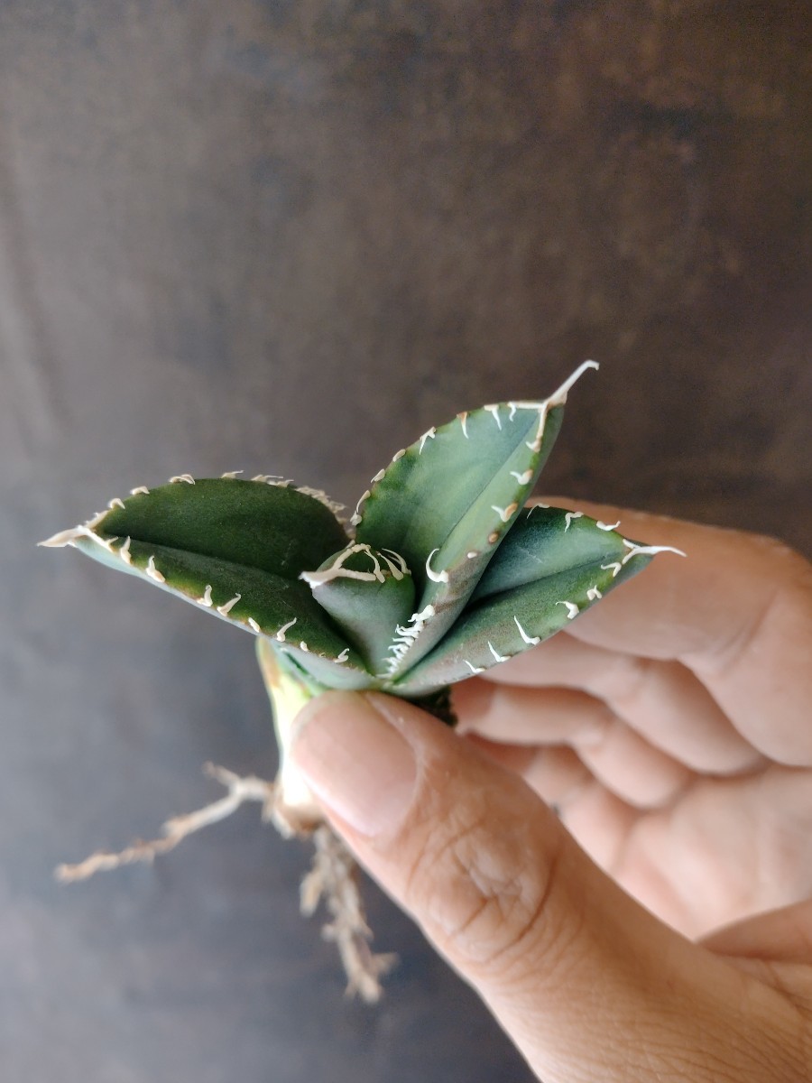 AGAVE TITANOTA 南アフリカダイヤモンド】SAD アガベ チタノタ 子株 AGAVE TITANOTA 南アフリカダイヤモンド】SAD アガベ チタノタ 子株