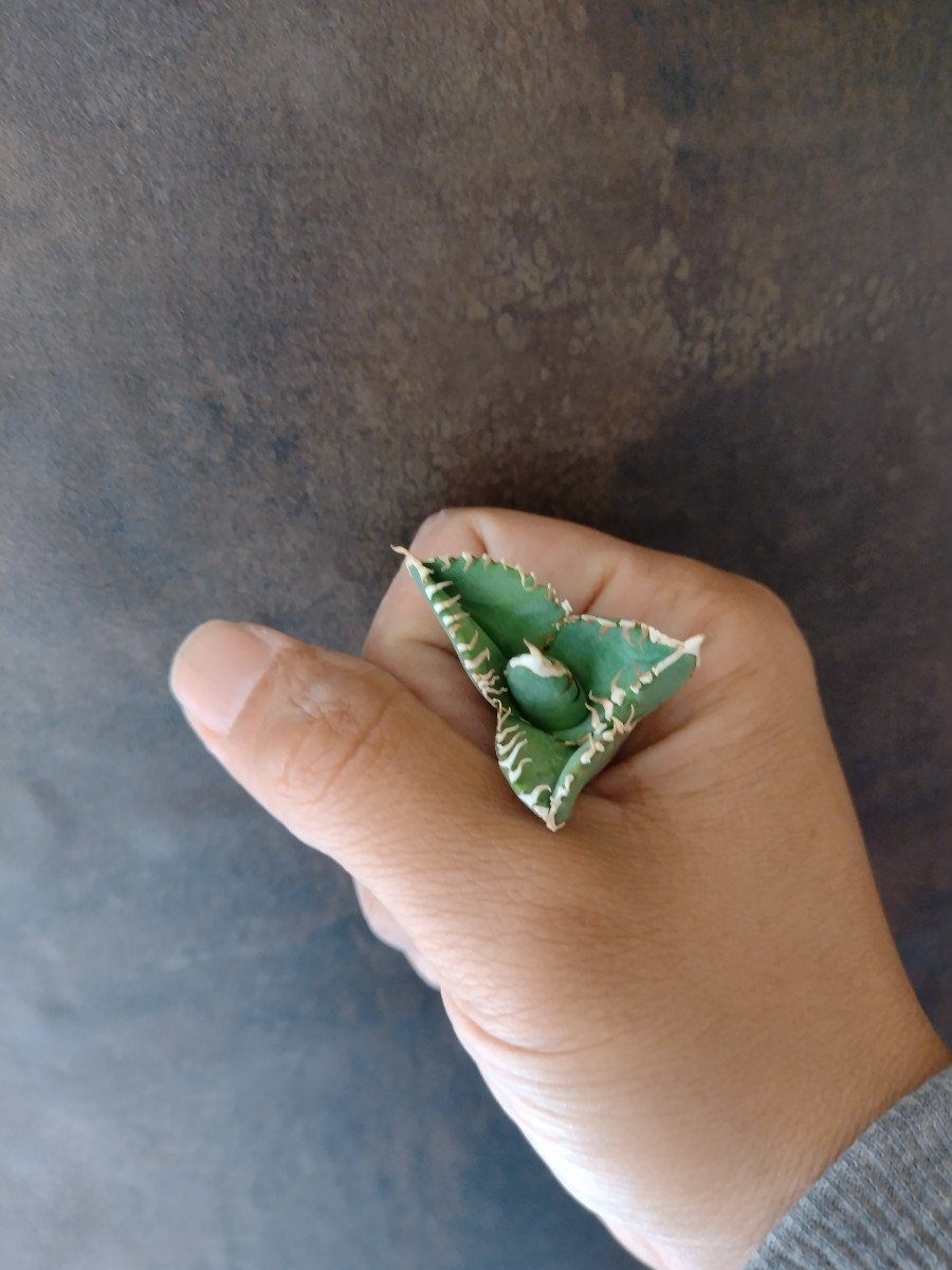 AGAVE TITANOTA 大白鯊】LIZE産 安心サイズ アガベ チタノタ AGAVE TITANOTA 大白鯊】LIZE産 安心サイズ アガベ チタノタ