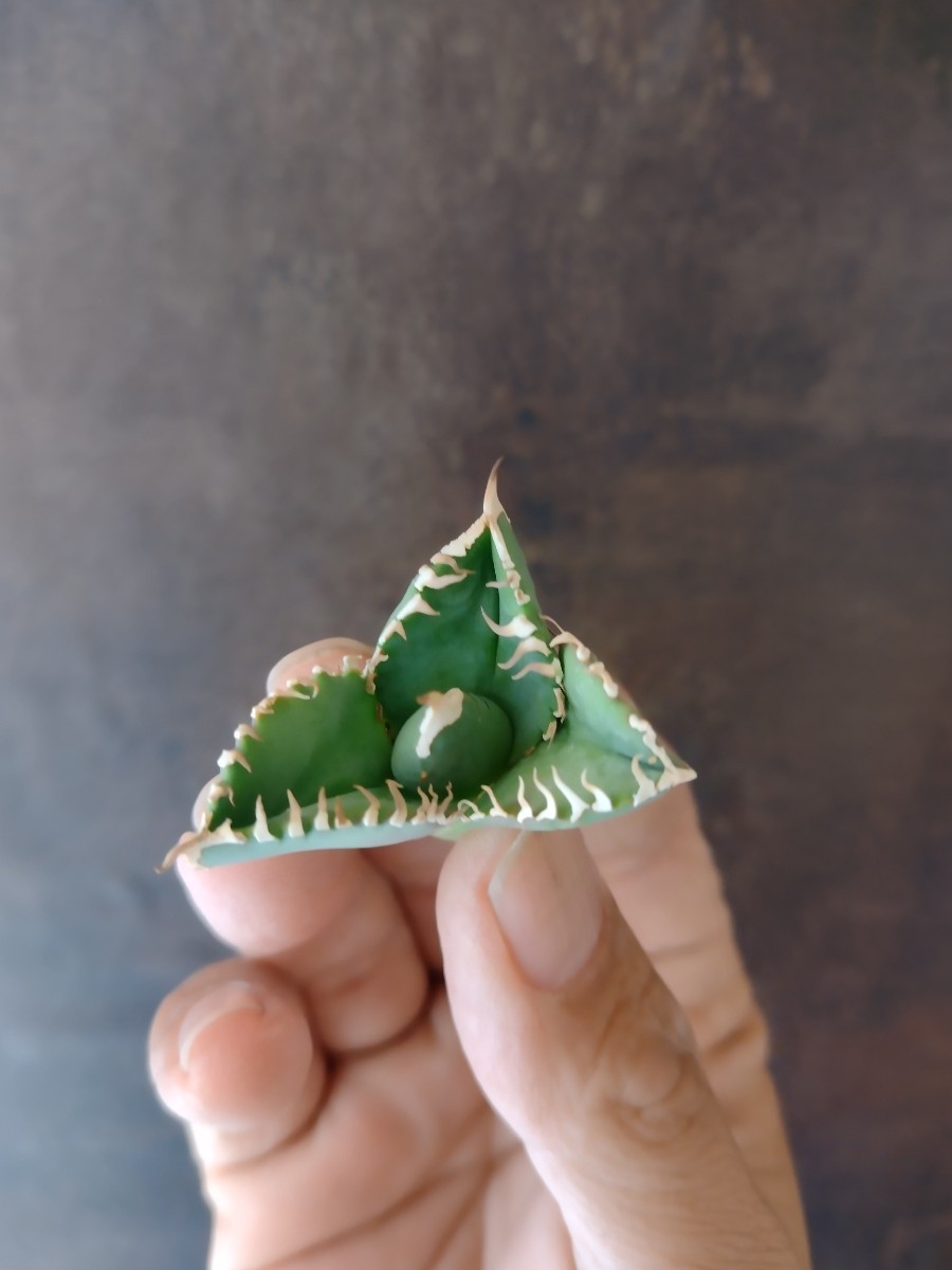 AGAVE TITANOTA 大白鯊】LIZE産 安心サイズ アガベ チタノタ AGAVE TITANOTA 大白鯊】LIZE産 安心サイズ アガベ チタノタ