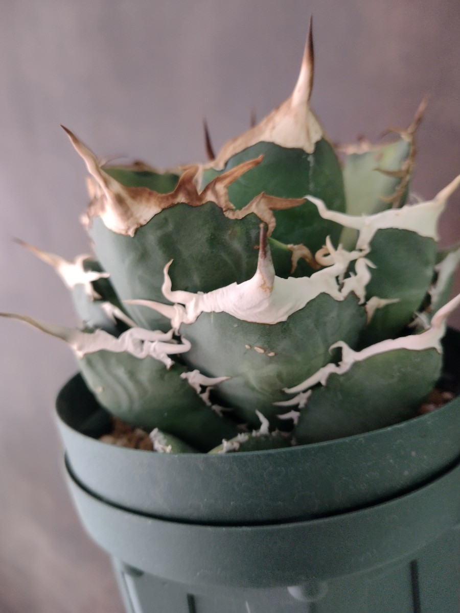AGAVE TITANOTA タランチュラ イラン株 アガベ チタノタ 子株(アガベ