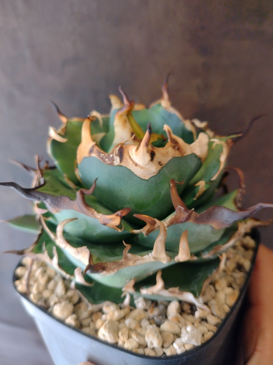 【AGAVE TITANOTA HADES】ハデス 恐龍牙齒 アガベ チタノタ 子株 台湾株の画像2