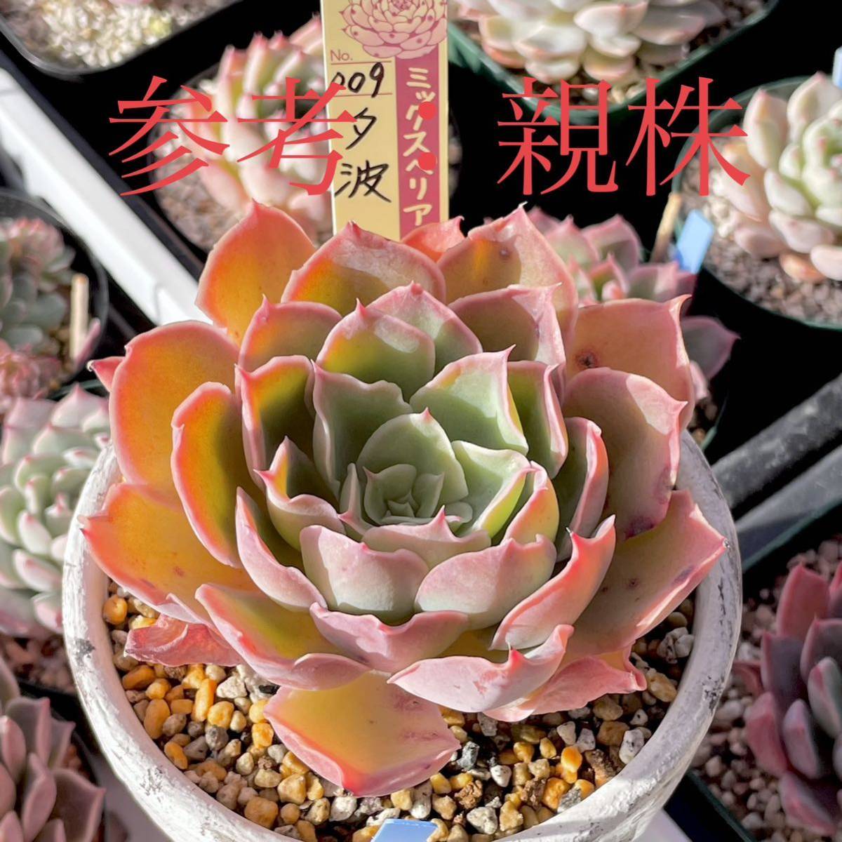 福袋セール】 多肉植物 朧月 カット苗 mamun.uz