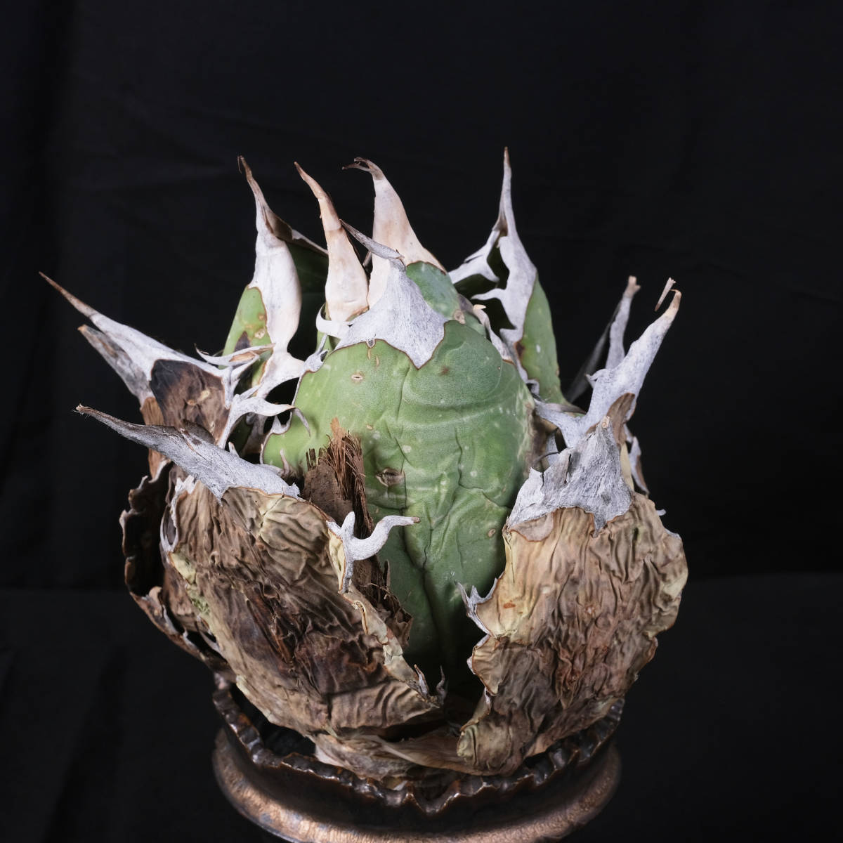 AG7 特選株 アガベ オテロイ オアハカ 現地株 チタノタ Agave AG7 特選株 アガベ オテロイ オアハカ 現地株 チタノタ Agave