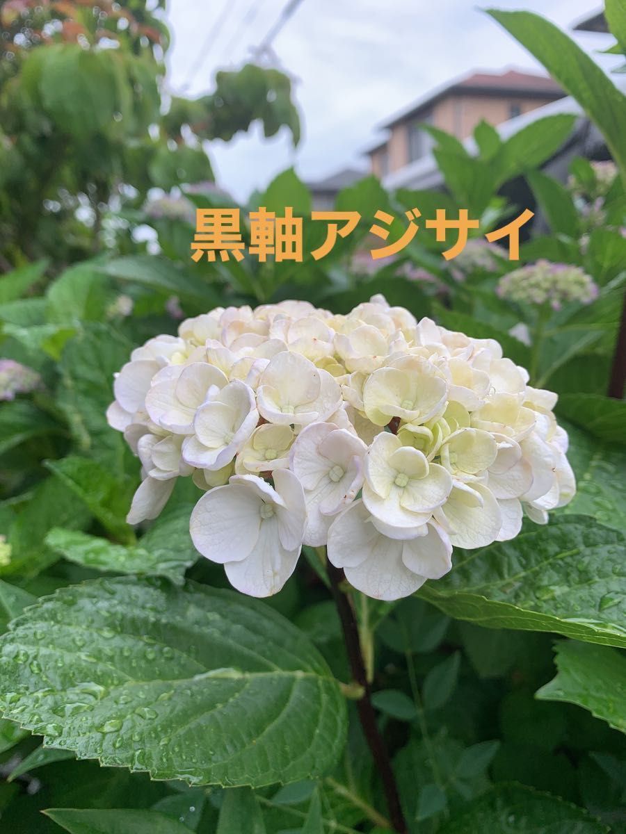 紫陽花 黒軸アジサイ 大輪 白花 抜き苗 紫陽花|Yahoo!フリマ 紫陽花 黒軸アジサイ 大輪 白花 抜き苗 紫陽花|Yahoo!フリマ