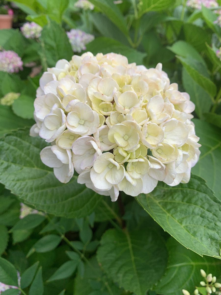 紫陽花 黒軸アジサイ 大輪 白花 抜き苗 紫陽花|Yahoo!フリマ 紫陽花 黒軸アジサイ 大輪 白花 抜き苗 紫陽花|Yahoo!フリマ