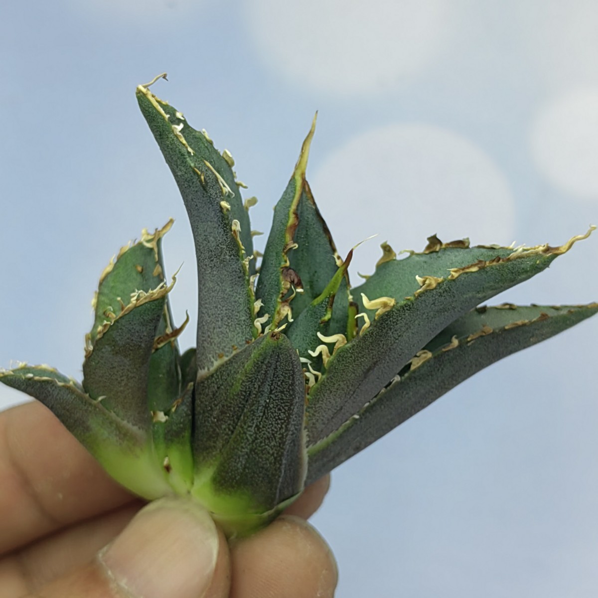 S-83 アガベ agave チタノタ 金鯨 極上血統子株!強棘選抜 ( 検索 皇冠