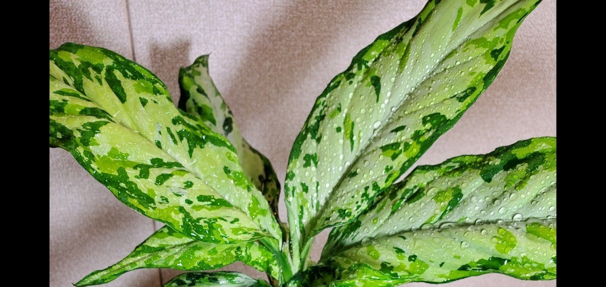 ヤフオク! - ◇Aglaonema pictum “夢観極彩 千眼葉”