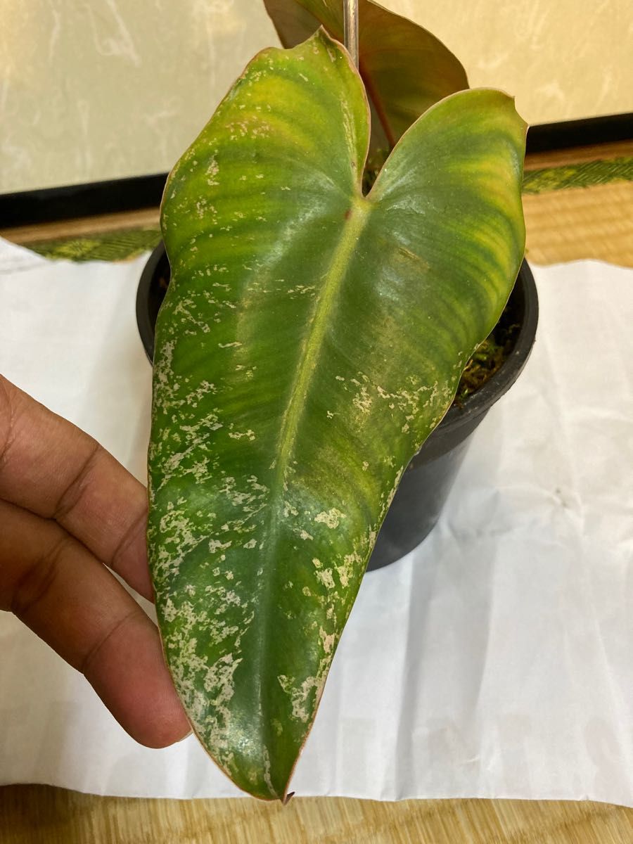 フィロデンドロン　イルセマニー Philodendron ilsemanii variegata