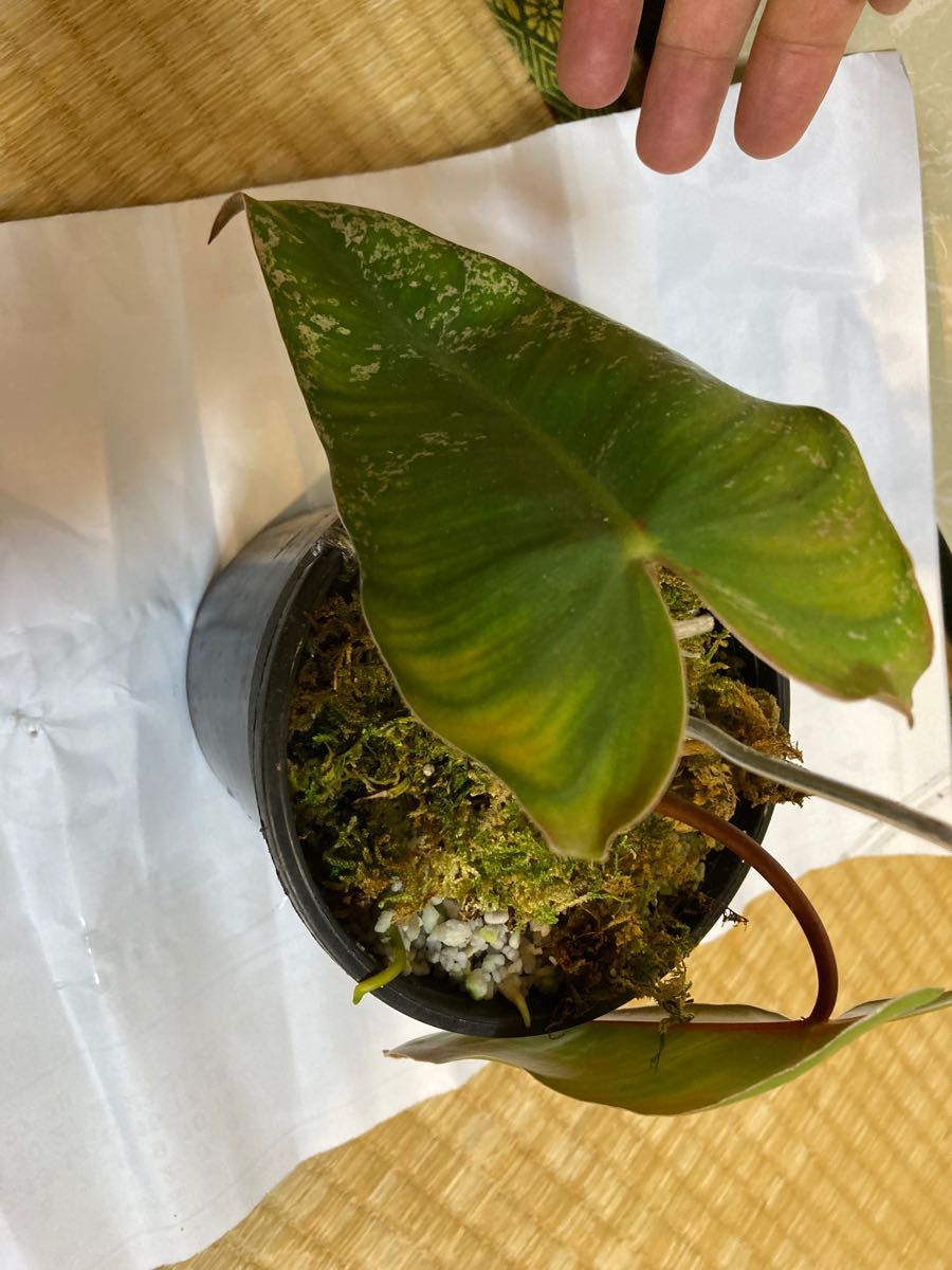 フィロデンドロン　イルセマニー Philodendron ilsemanii variegata