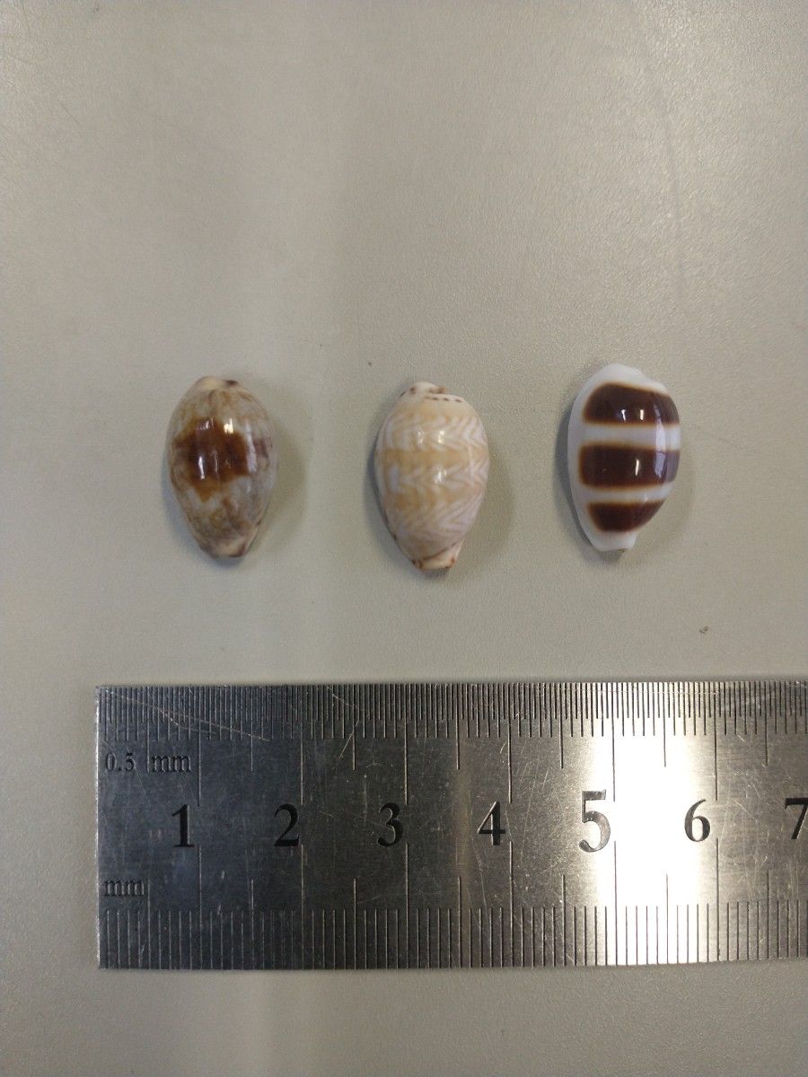 ☆タカラガイ☆貝殻 34種類以上 ショップ ☆タカラガイ☆貝殻 34種類以上 ショップ