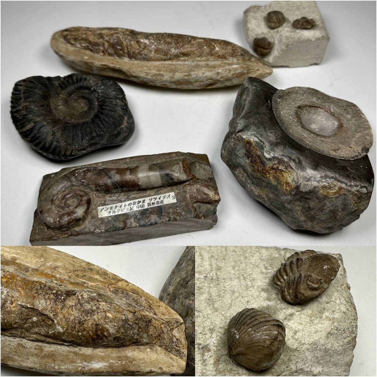 Y128S ■化石 ５個■アンモナイト 魚■リツイデス オルドビス紀の画像1