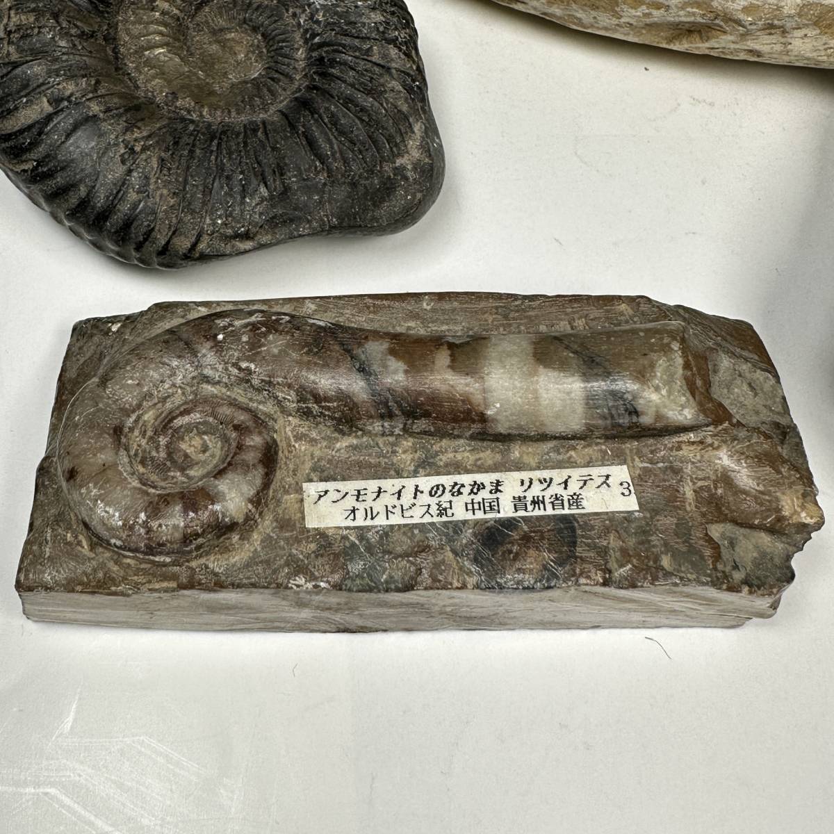 Y128S ■化石 ５個■アンモナイト 魚■リツイデス オルドビス紀の画像4