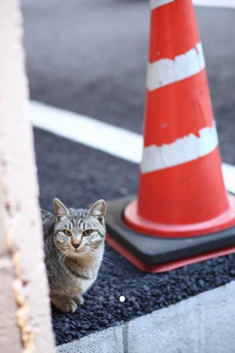 85mm F1.8 単焦点レンズ 明るい！透明感！立体感！ボケる！暗所に強い！初心者OK！カメラ初心者安心サポート付き！サードパーティ製！_画像3