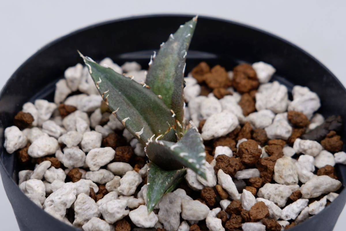 アガベ チタノタ 白鯨 メリクロン株② Agave titanota whitewhale アガベ チタノタ 白鯨 メリクロン株② Agave titanota whitewhale
