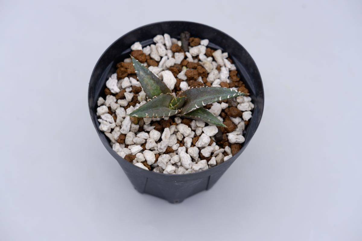アガベ チタノタ 白鯨 メリクロン株② Agave titanota whitewhale アガベ チタノタ 白鯨 メリクロン株② Agave titanota whitewhale