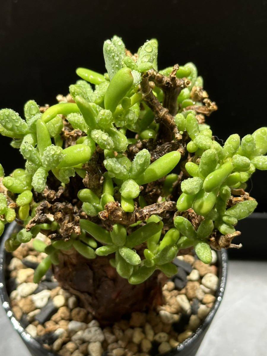良型 ケラリア ピグマエア(雌雄不明)塊根植物 コーデックス サボテン 多肉植物 ケラリア ピグマエア 塊根植物 コーデックス