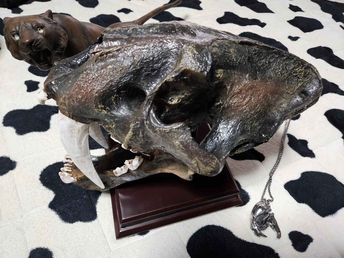 スミロドン(サーベルタイガー) 頭蓋骨 オブジェ サーベルタイガー (スミロドン) 頭蓋骨 化石 レプリカ オマケ