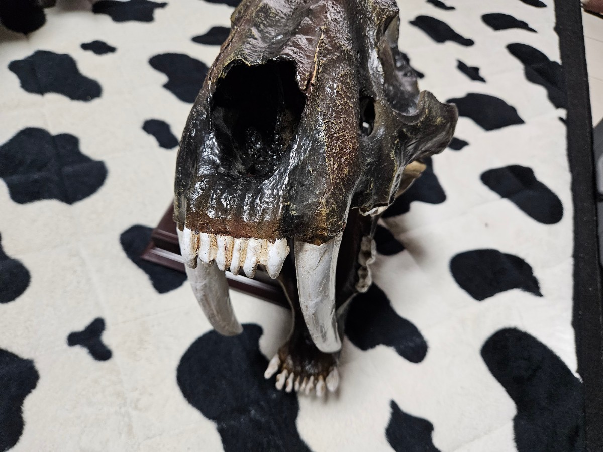 サーベルタイガー (スミロドン) 頭蓋骨 化石 レプリカ オマケ付き