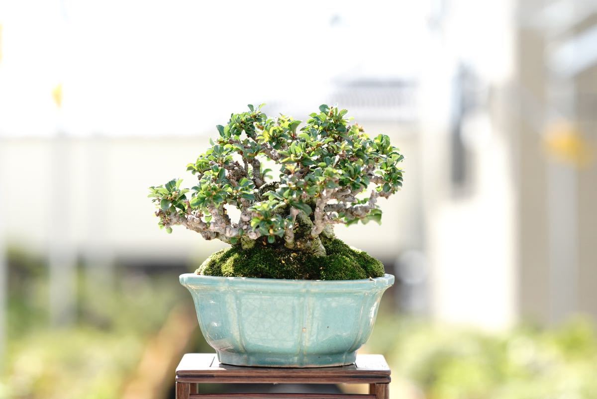 亦盆栽」長寿梅 紅花 小品盆栽 極上品 | salisburysappliances.co.uk
