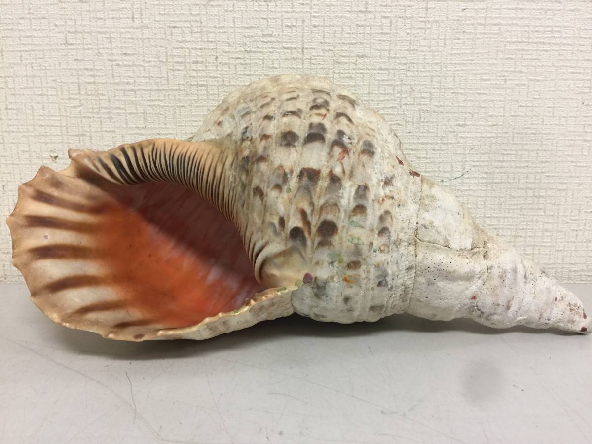 法螺貝 全長約31.8cm 755g 笛 密教 魔除け 貝 貝殻 ホラガイ ホラ貝
