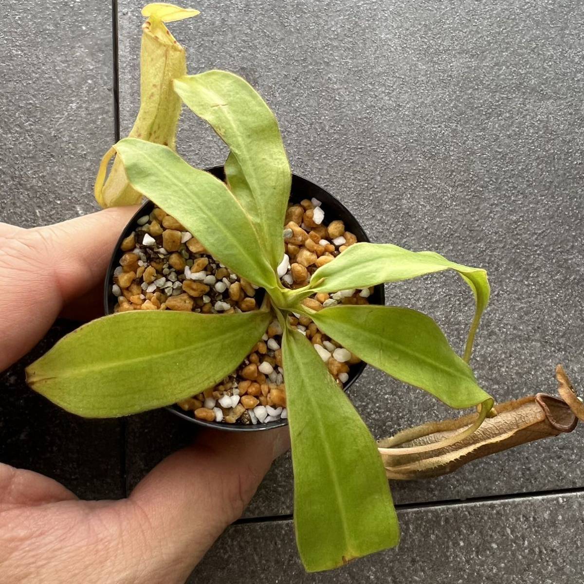 BE N. sumatrana ウツボカズラ 食虫植物 5
