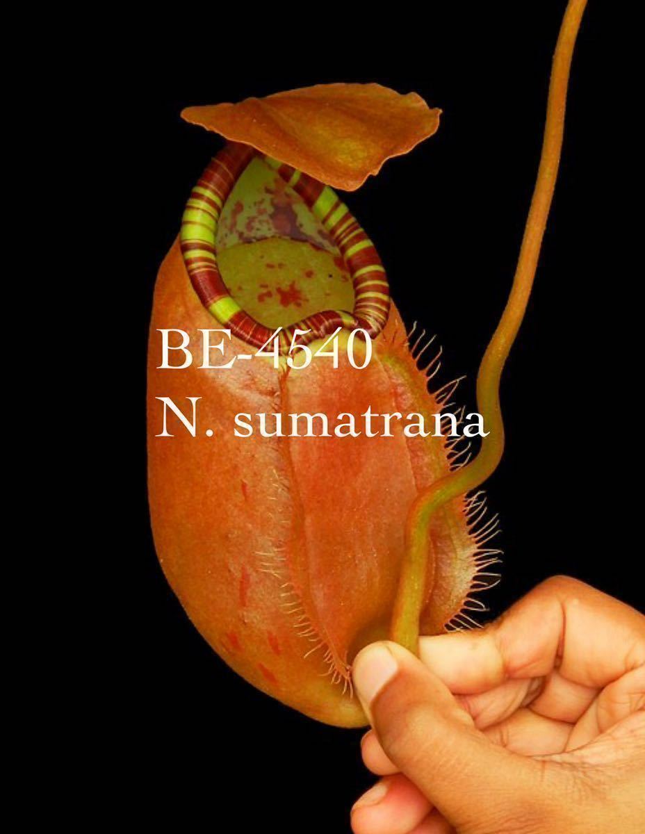 BE N. sumatrana ウツボカズラ 食虫植物 5