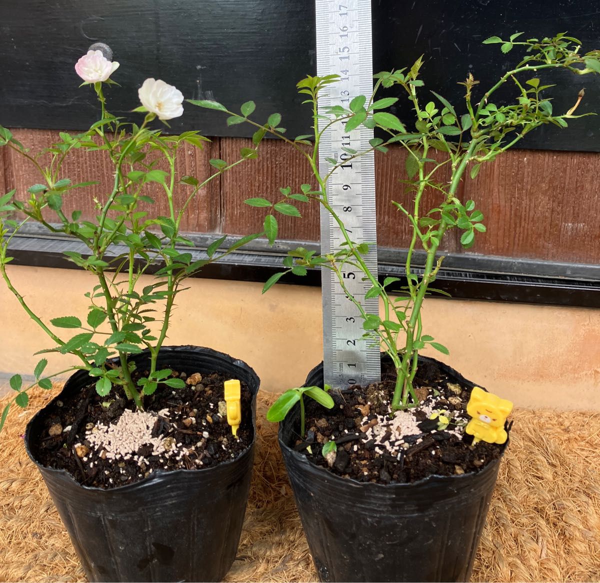 Y つる薔薇苗 夢乙女苗 2苗 ピンク 小花 枝しなやか|Yahoo Y つる薔薇苗 夢乙女苗 2苗 ピンク 小花 枝しなやか|Yahoo