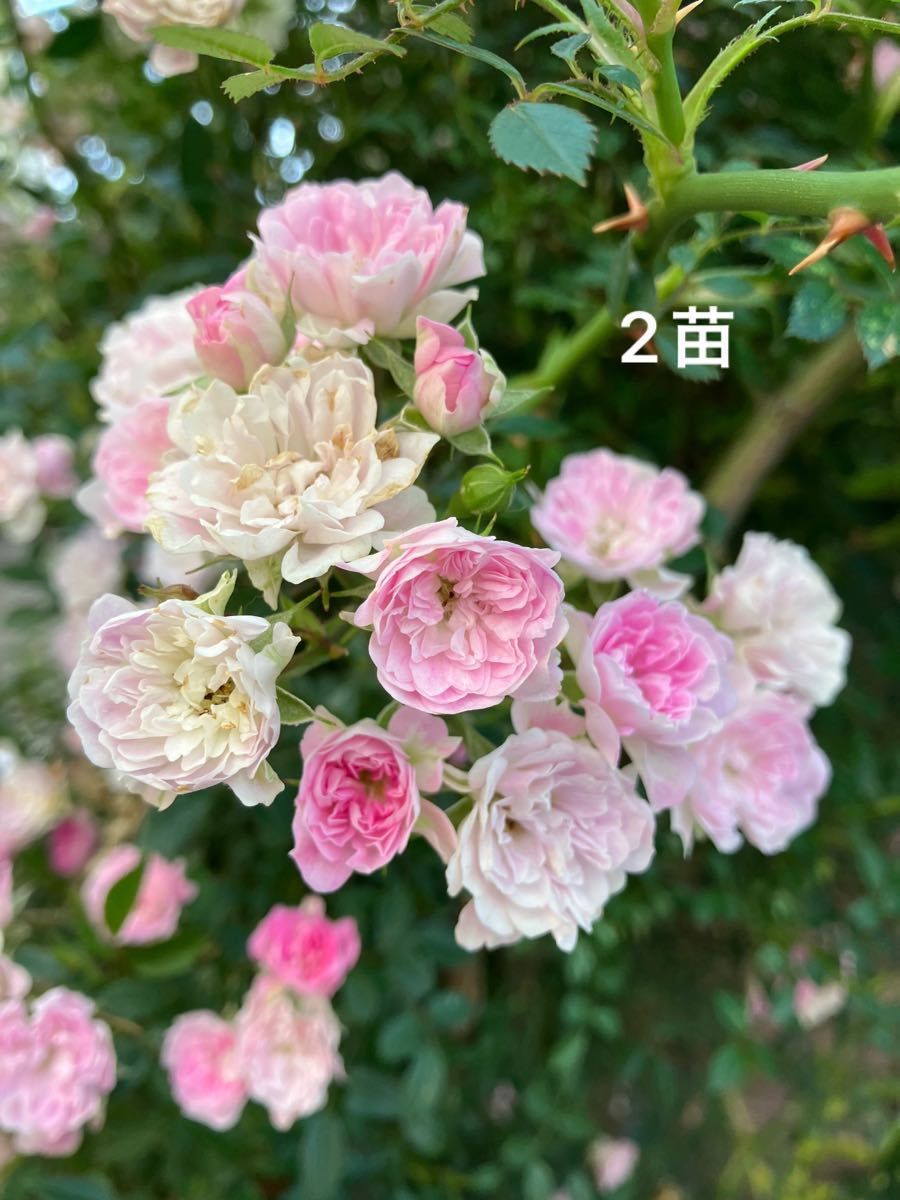 Y つる薔薇苗 夢乙女苗 2苗 ピンク 小花 枝しなやか|Yahoo Y つる薔薇苗 夢乙女苗 2苗 ピンク 小花 枝しなやか|Yahoo