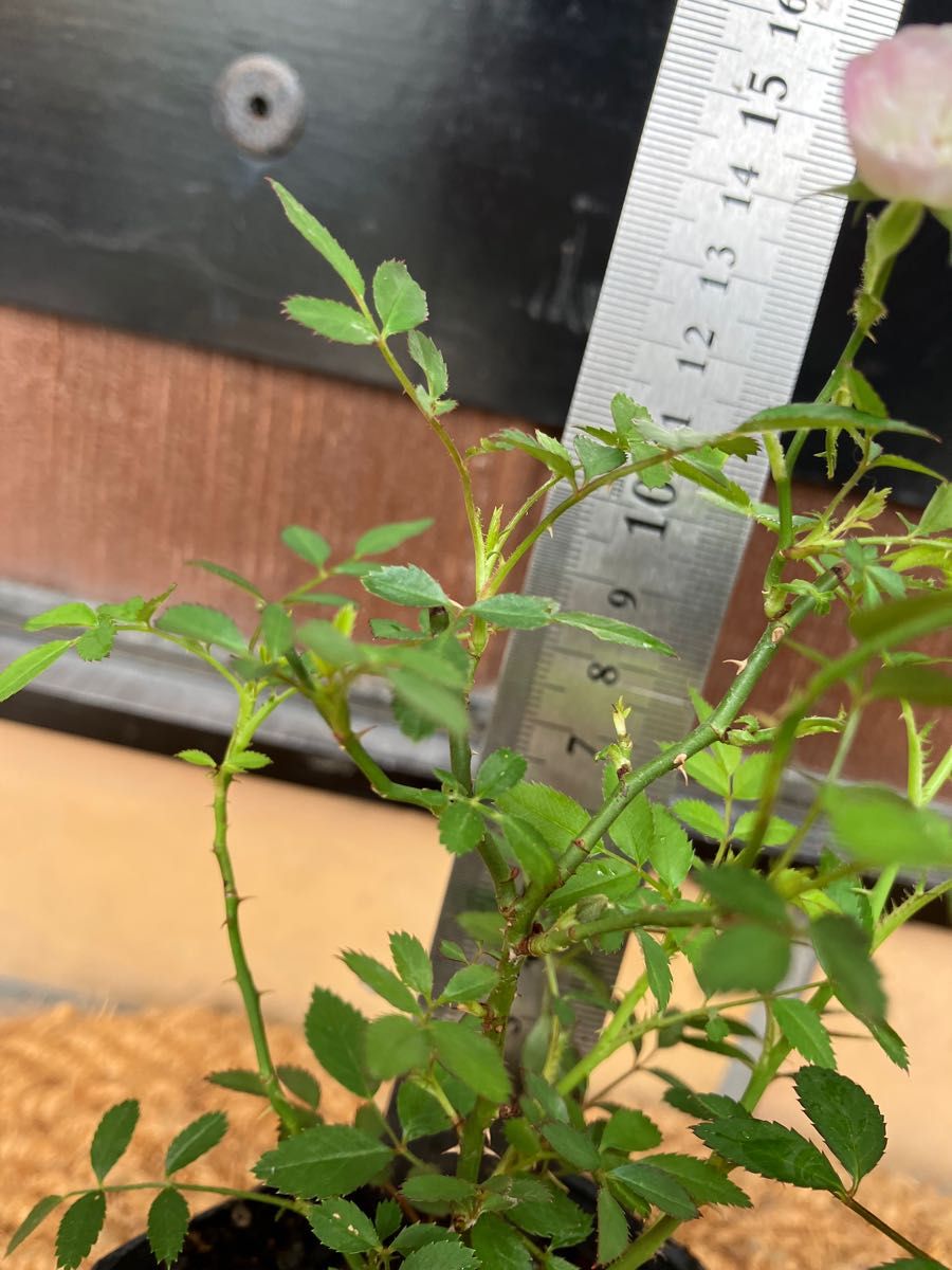 Y つる薔薇苗 夢乙女苗 2苗 ピンク 小花 枝しなやか|Yahoo Y つる薔薇苗 夢乙女苗 2苗 ピンク 小花 枝しなやか|Yahoo