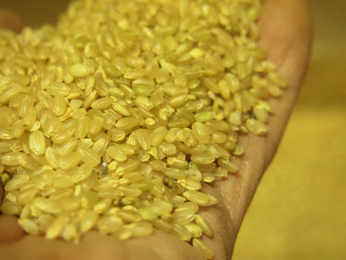 屑米 くず米 20キロ 魚沼産コシヒカリ 令和4年収穫 玄米