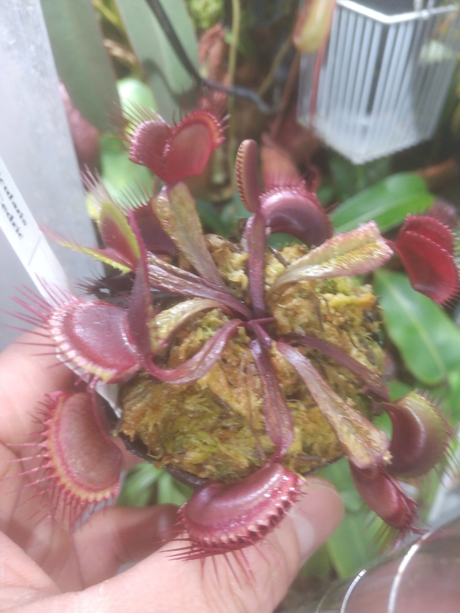 Dionaea muscipula 阿修羅 ハエトリソウ ディオネア 食虫植物 | www